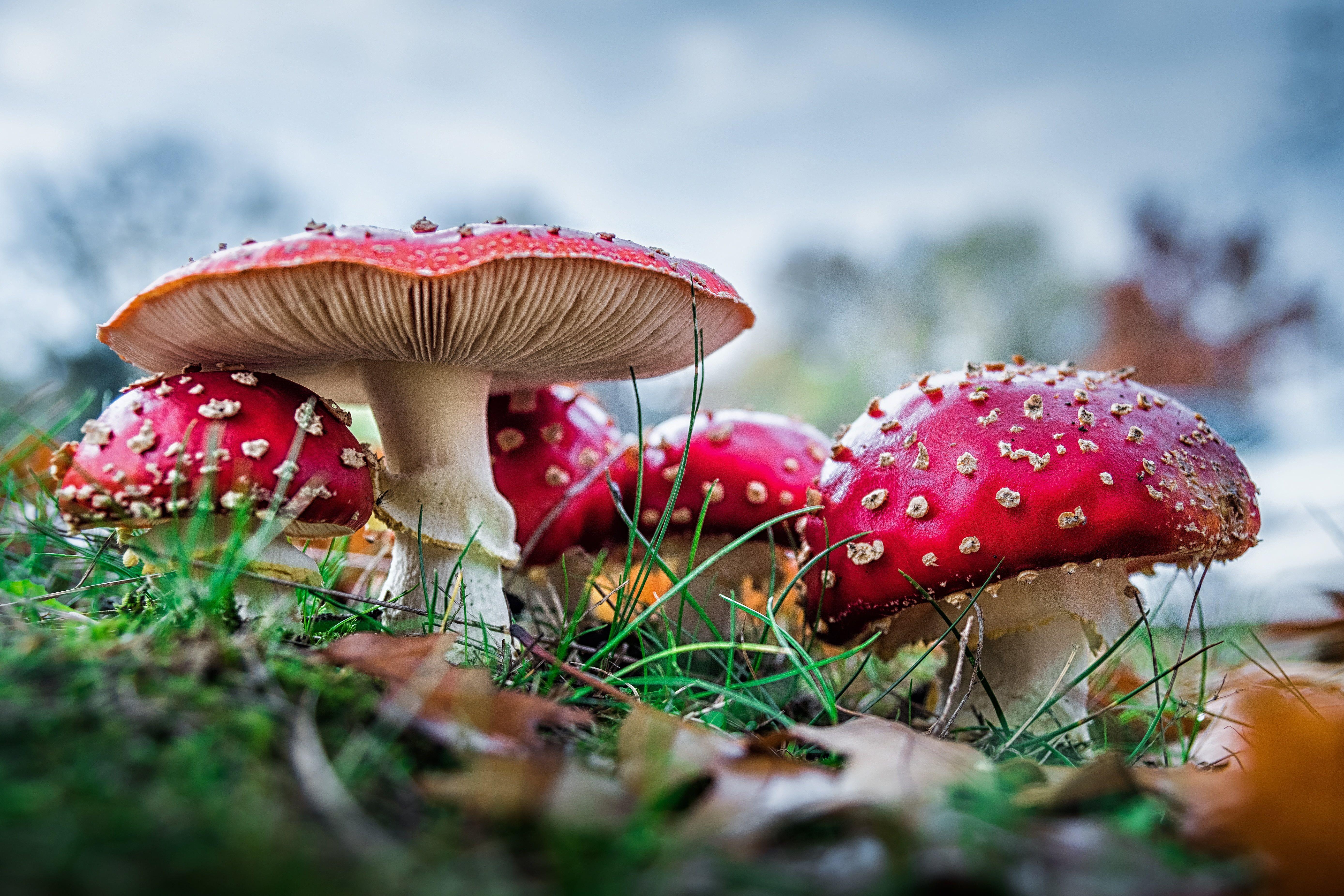 Mushroom Classification